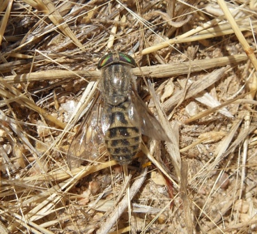 Tabanus sp.?